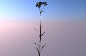 ����C4Dģ��