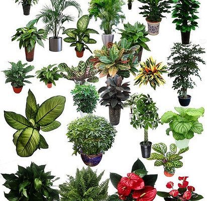 ��ֲ�ز�PSD PSD