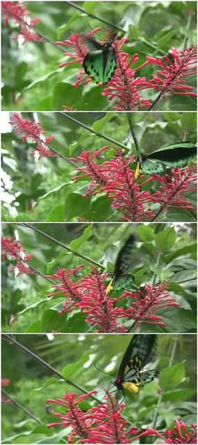 ��ɫ������Ƶ�ز�