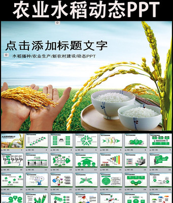 农业生产水稻播种新农村建设动态PPT模板 pptx