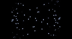 ɢ�������