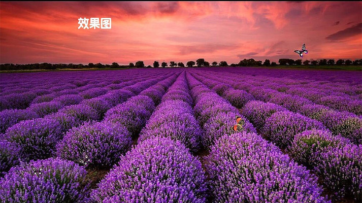 ޹�²ݱ���ͼ