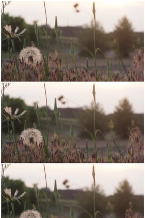 Ψ���ѹ�Ӣ������Ƶ�ز� mp4