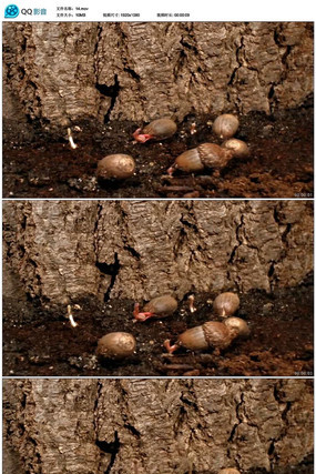 ʵ�����ӷ�ѿ��Ƶ mov