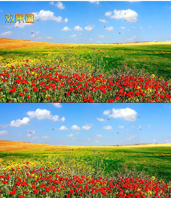 ������Ʋݵغ컨