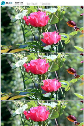 õ�廨������Ƶ mp4