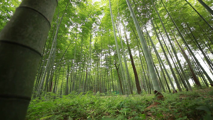 �羰����Ƶ�ز� mov