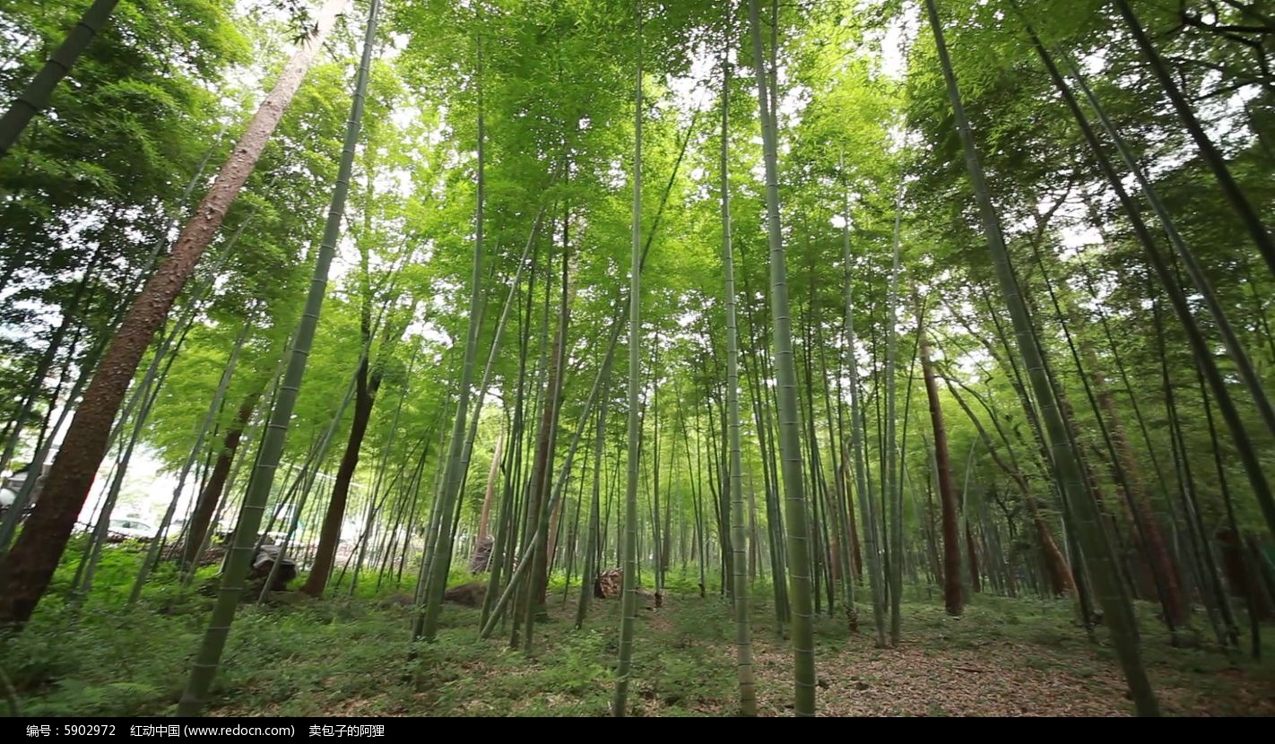 綠色竹林視頻素材