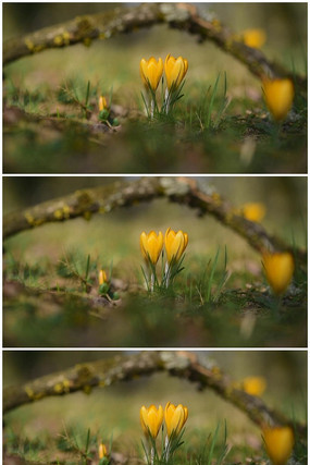 Ψ����ɫ����������Ƶ�ز�