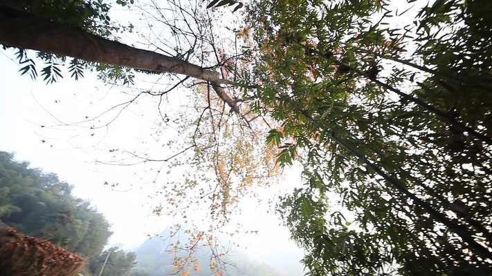 高清植物风景实拍 高清植物风景实拍