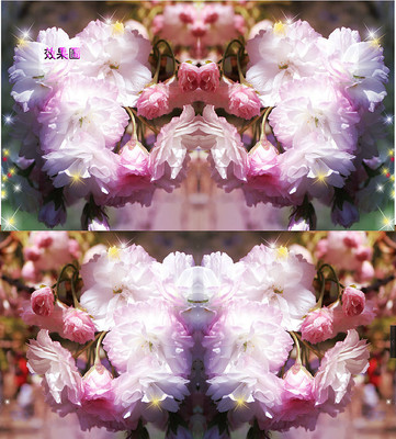 ��ɫ��ӣ��