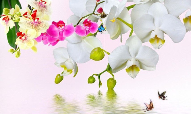 唯美蝴蝶兰背景墙 唯美蝴蝶兰背景墙