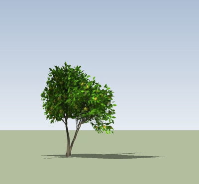 Noni树SU模型 Noni树SU模型