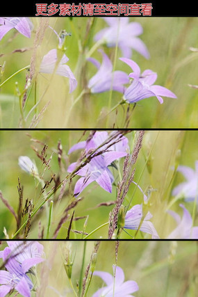 花丛草丛高清实拍视频素材 花丛草丛高清实拍视频素材