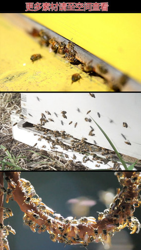 �۷�䳲����ʵ����Ƶ�ز�