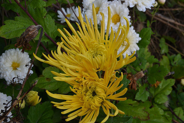 �ջ���ֲ��