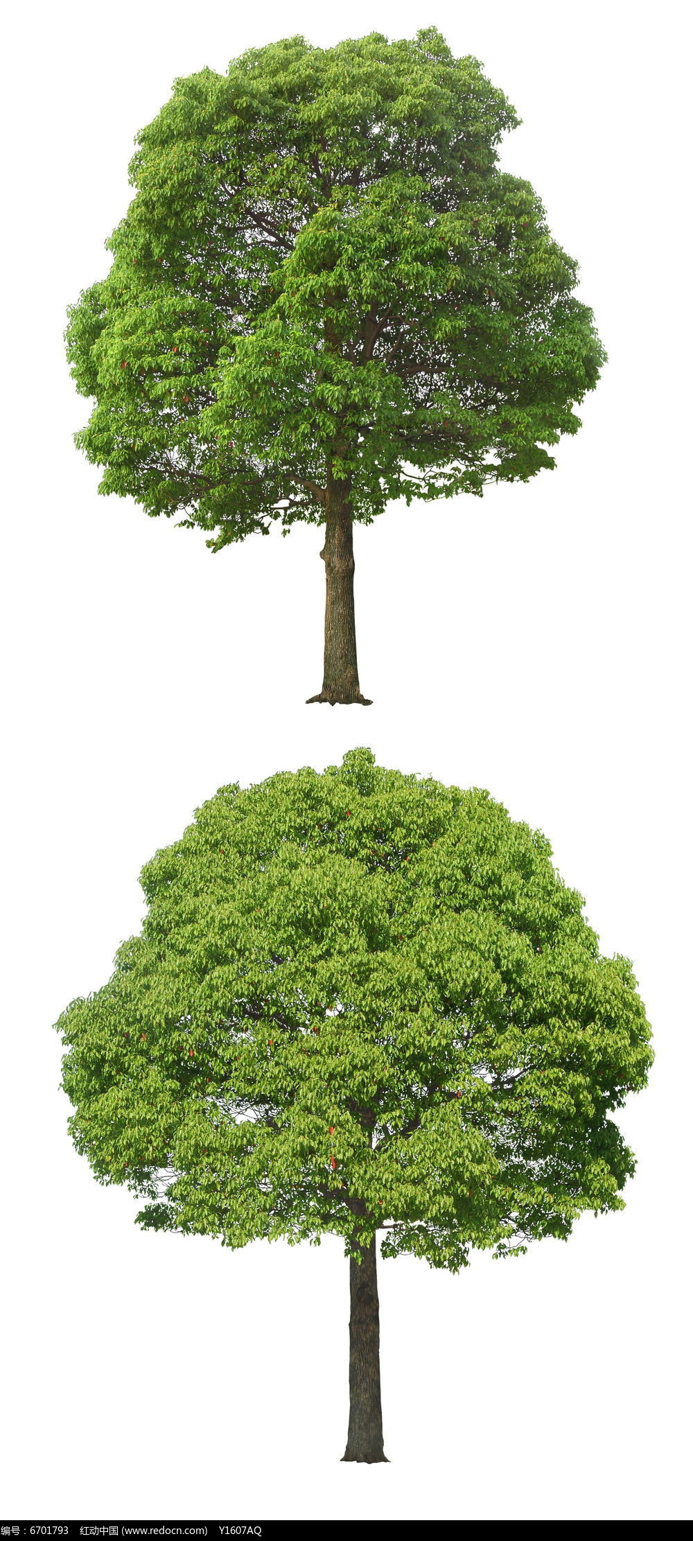 红动网提供精品原创素材下载,您当前访问作品主题是两株樟木psd,编号