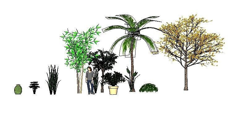 热带植物群落 热带植物群落