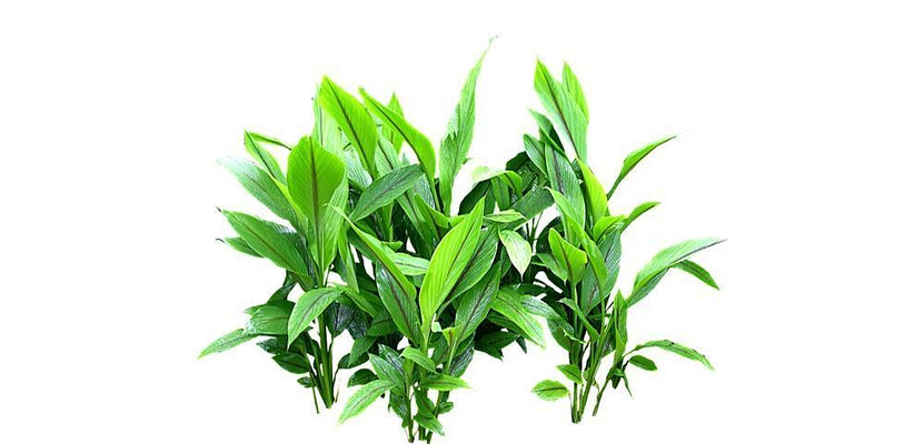 ҶƬ�����Ͻ�