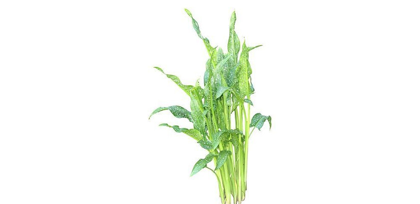 ��������� skp