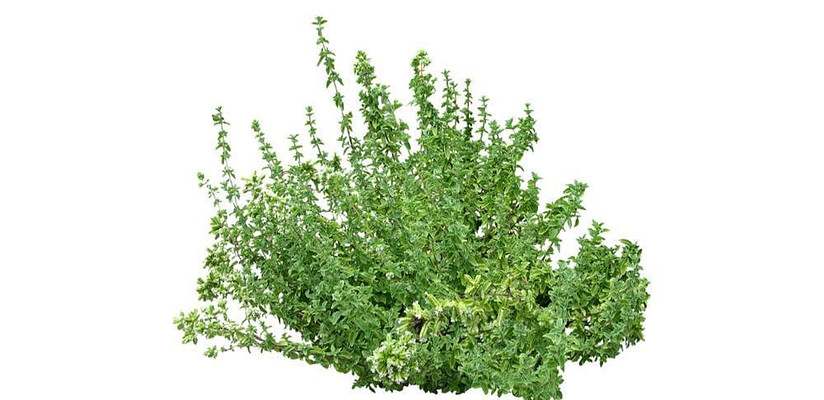 �����ţ�� skp