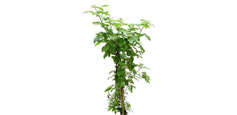 ӡ����ݮ skp