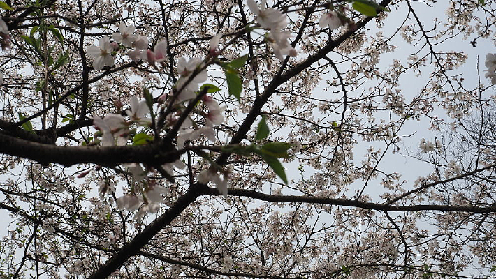 ���۹��㾰��