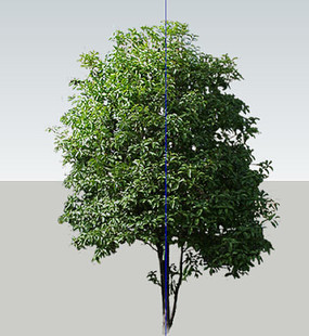 2D桂花树 2D桂花树