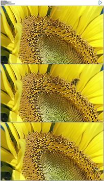 �۷����տ�