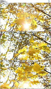 ����ļ���