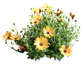 African DaisyDimorphotheca sinuata \'Buff Beauty\'