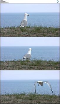 ����������Ƶ