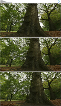 ɢ������Ƶ