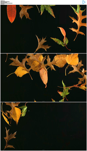 ��ҶƮ����Ƶ�ز�