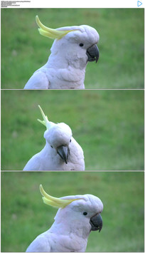 ��ɫ����