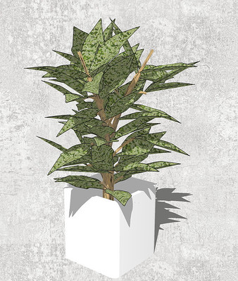 银皇后盆栽 银皇后盆栽