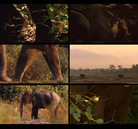 ������Ƶ�ز�