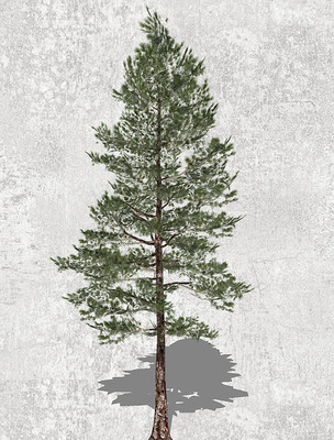 马尾松SU模型 马尾松SU模型