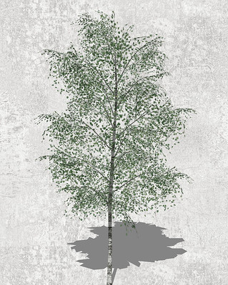 桦树模型 桦树模型