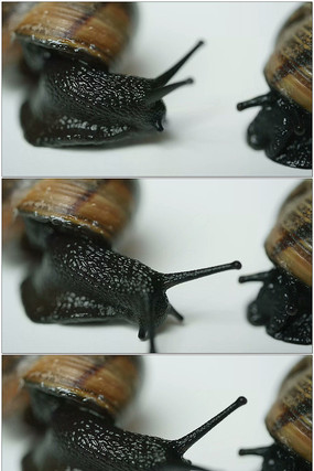 黑蜗牛视频 黑蜗牛视频