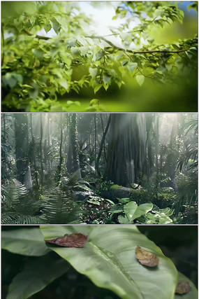 ��ɫֲ����Ƶ