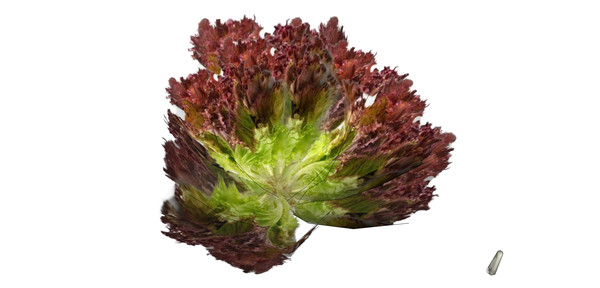 蔬菜su模型