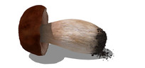 ժĢ
