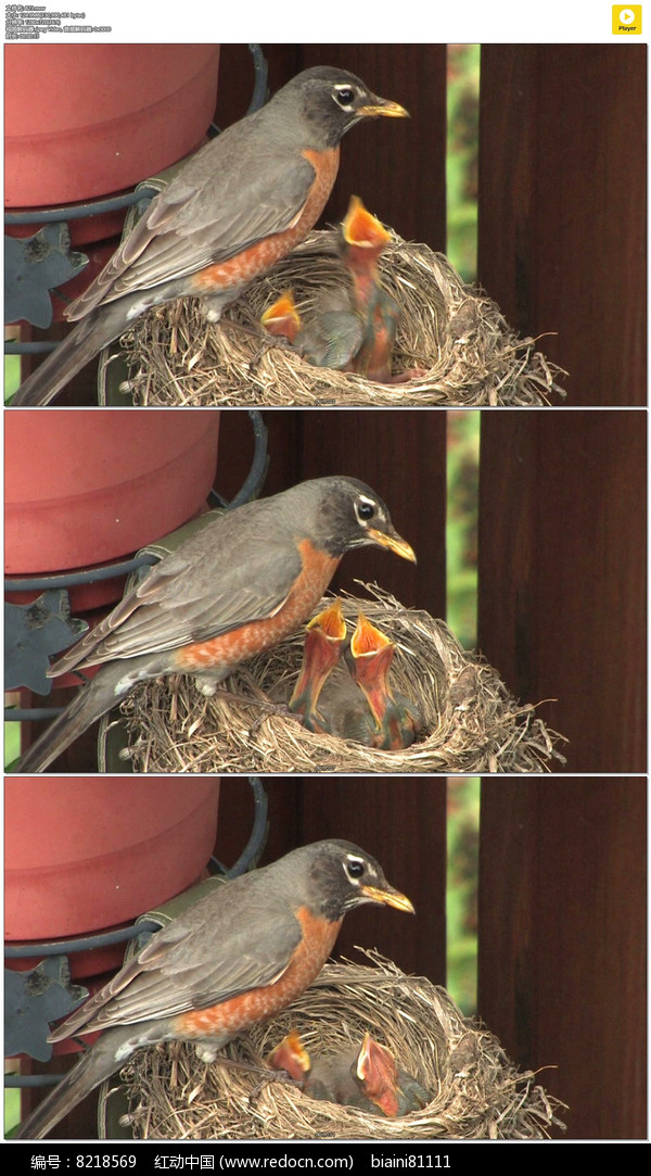 小鳥餵它的寶寶實拍視頻素材