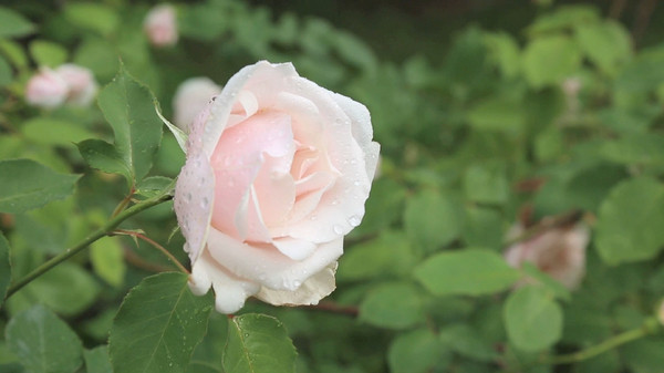 植物园里月季花高清视频素材 植物园里月季花高清视频素材