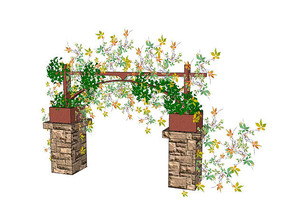 ��Ҷ�ؽ�����ֲ��