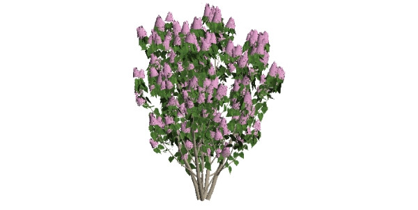 ����suģ�� skp