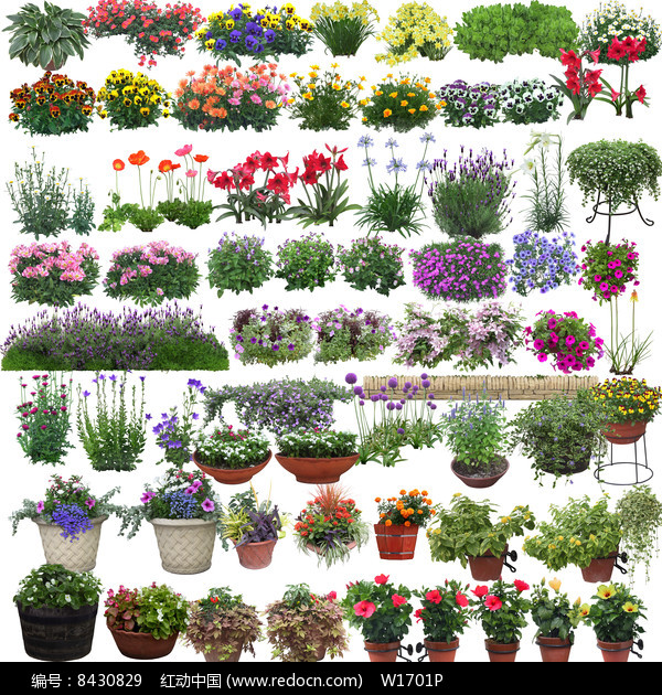 地被草花,盆栽psd素材