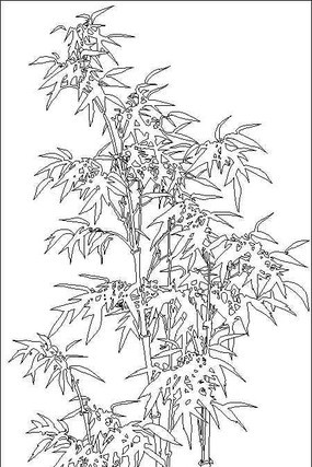 ��������ͼ��