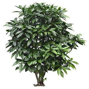 桃叶珊瑚植物ps素材